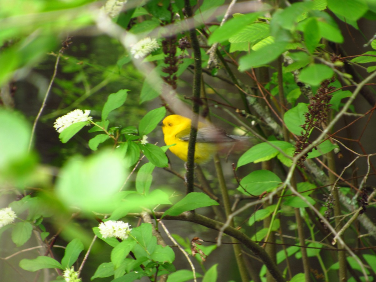 Prothonotary Warbler - ML580933041