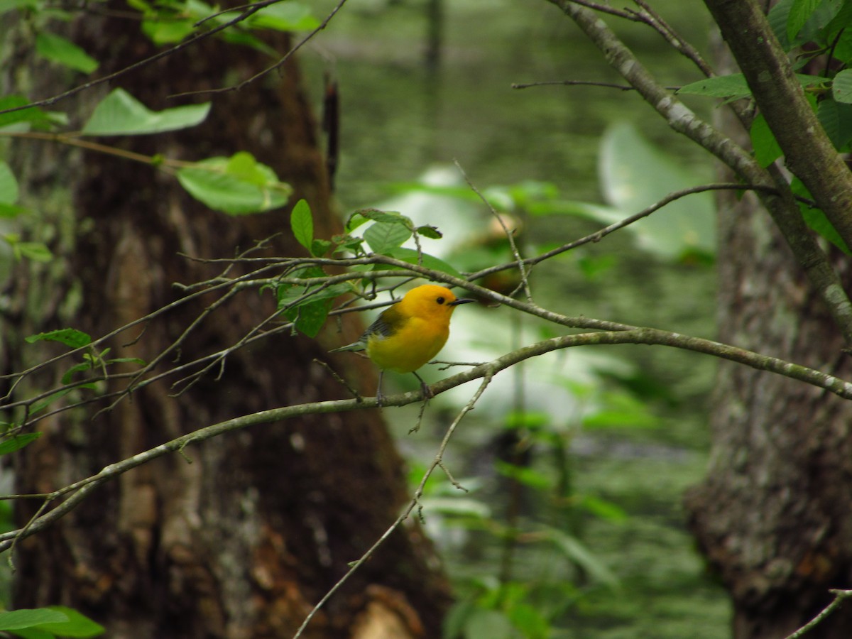 Prothonotary Warbler - Eric Ray
