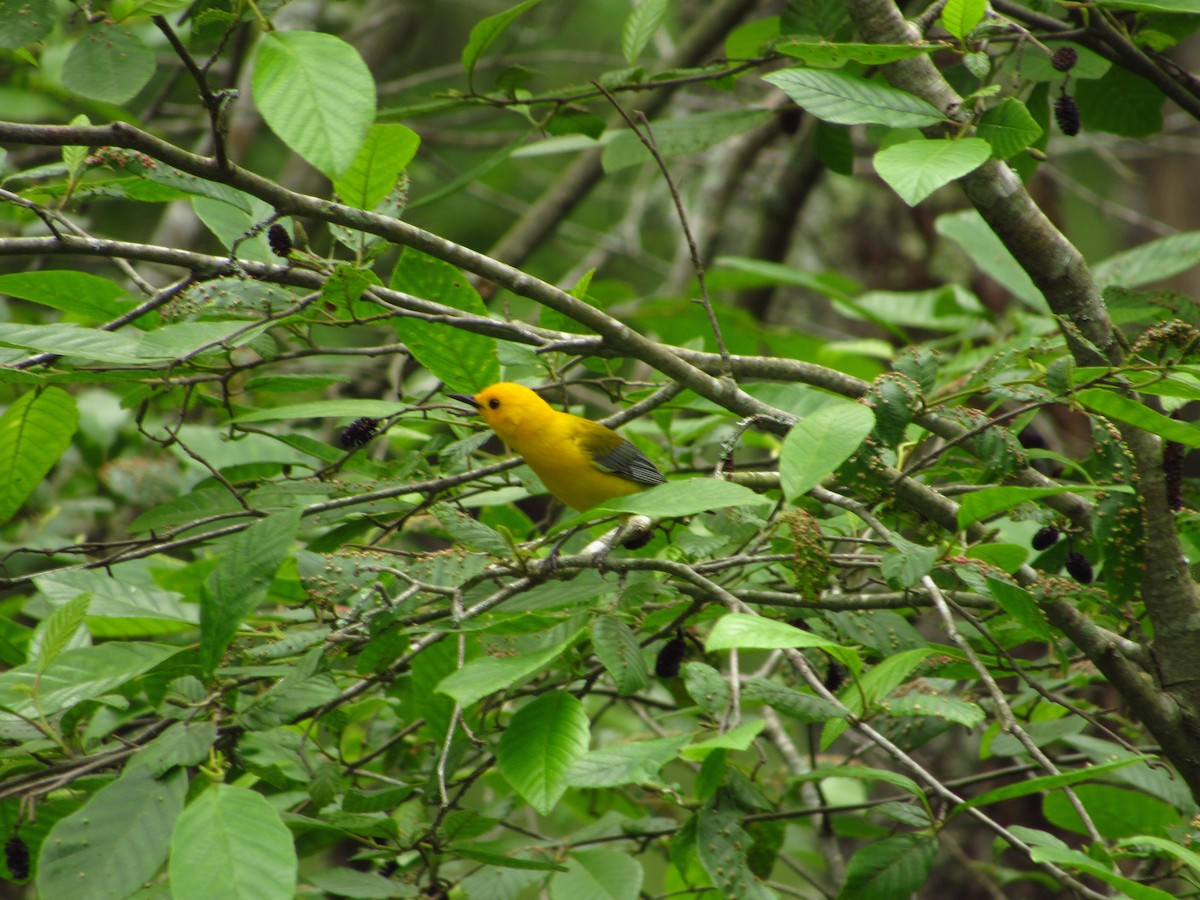 Prothonotary Warbler - Eric Ray