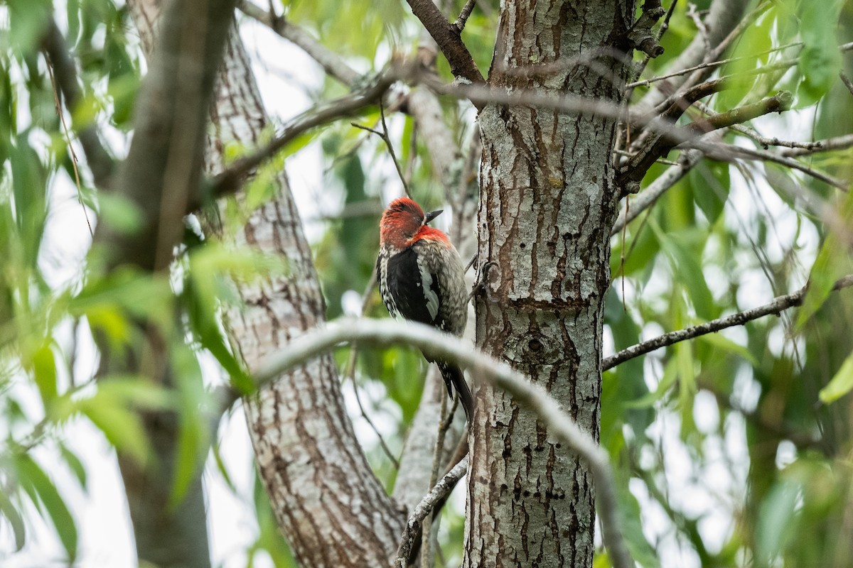 Red-breasted Sapsucker - ML580940771