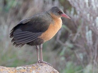 - Rouget's Rail