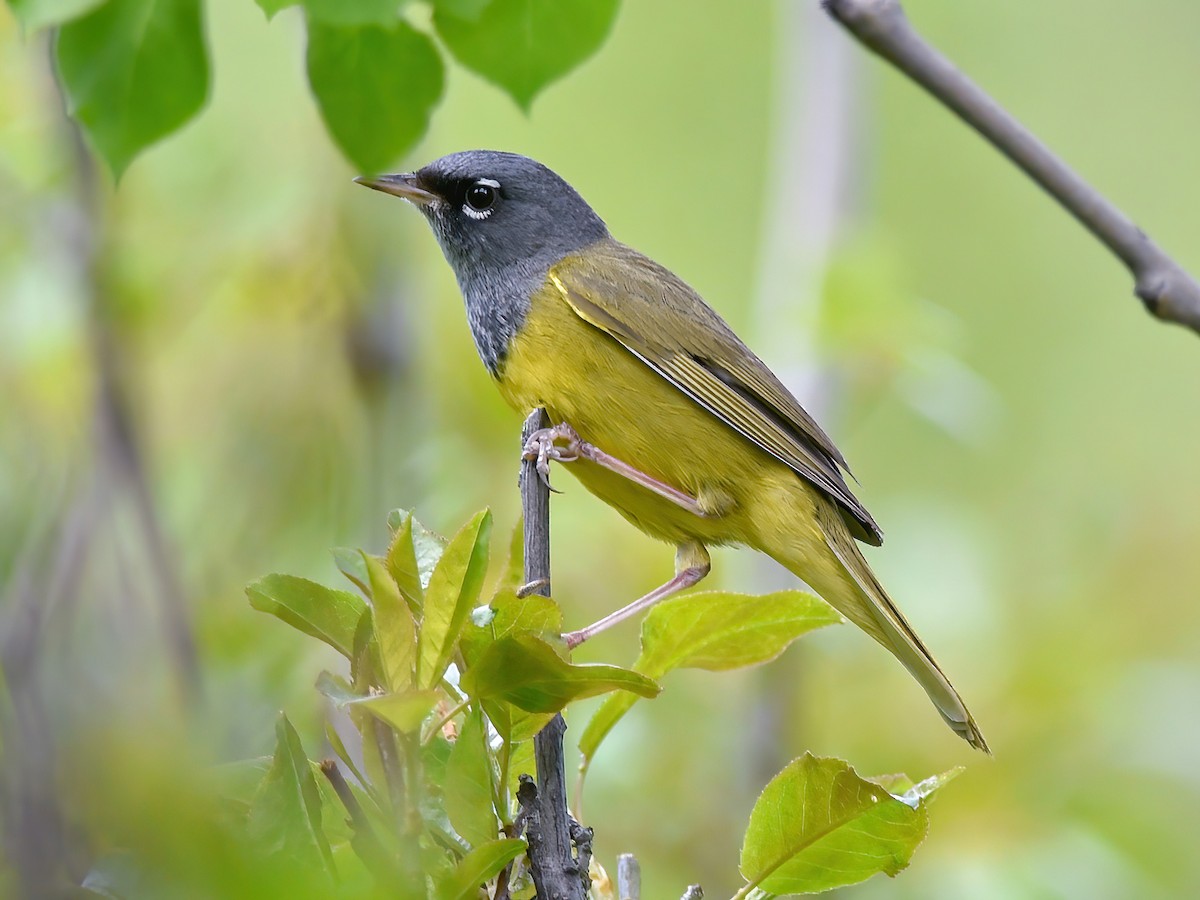 MacGillivray's Warbler - Geothlypis tolmiei - Birds of the World