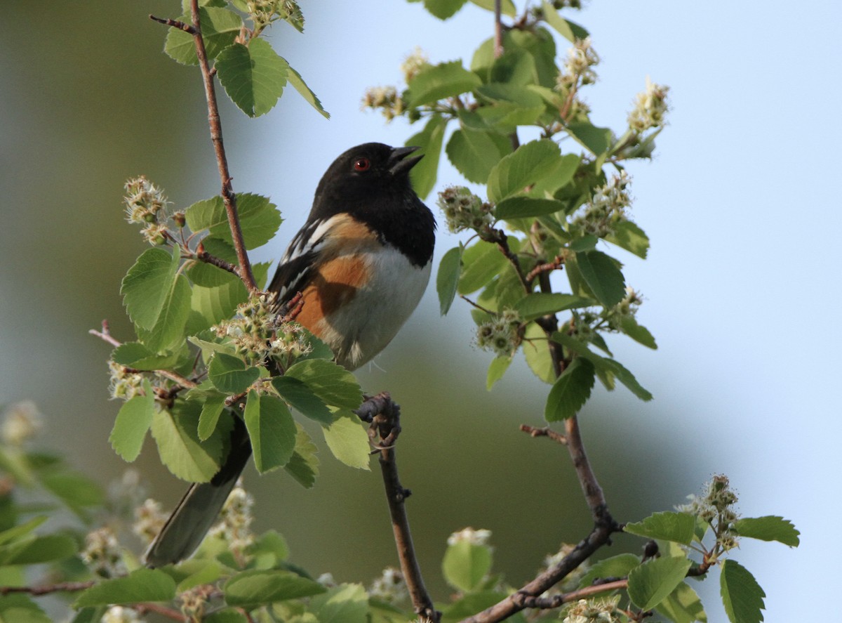 Spotted Towhee - ML580945011