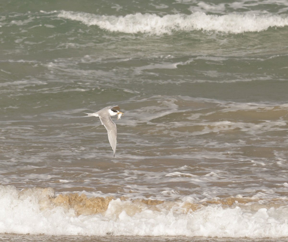 Great Crested Tern - ML580945081