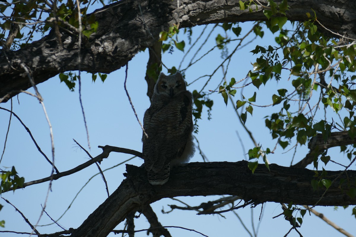 Great Horned Owl - ML58094651