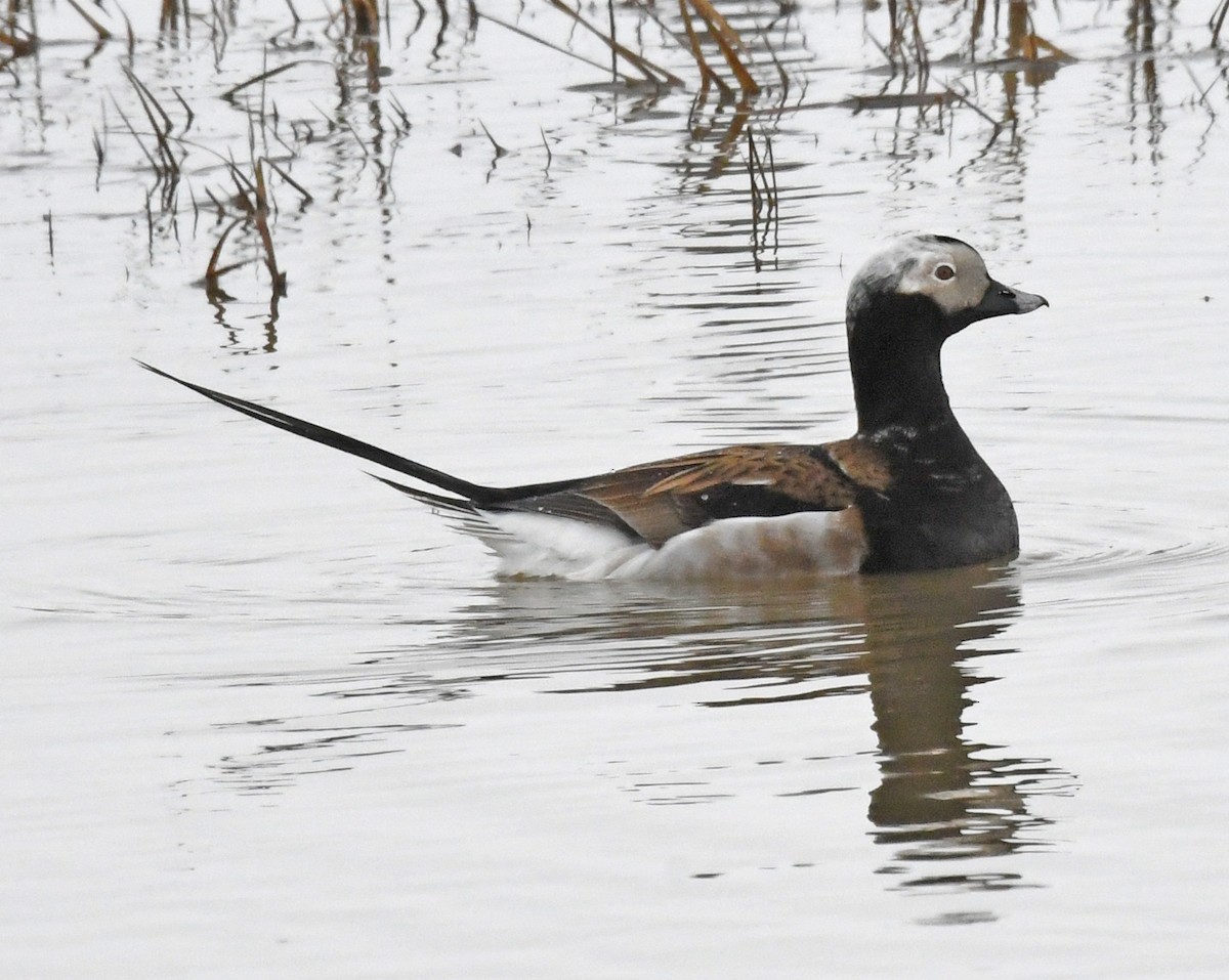 Long-tailed Duck - ML580947651