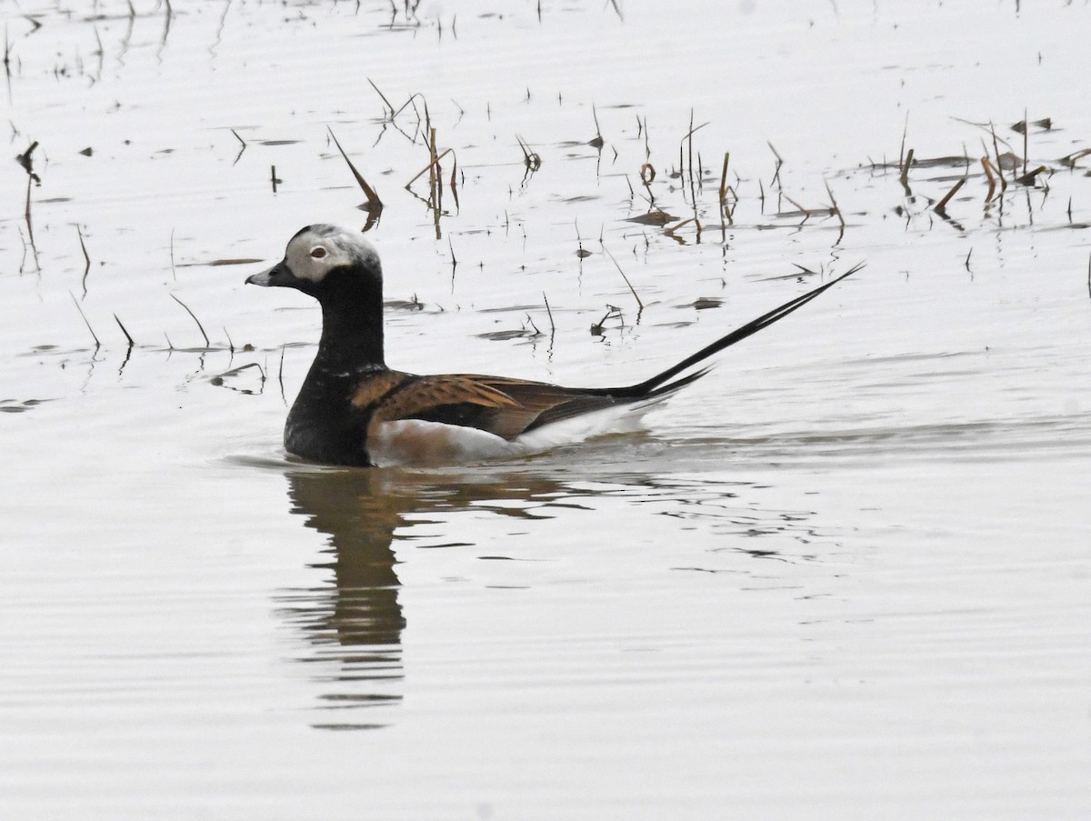 Long-tailed Duck - ML580947661
