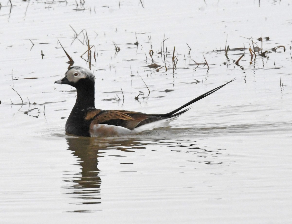 Long-tailed Duck - ML580947671