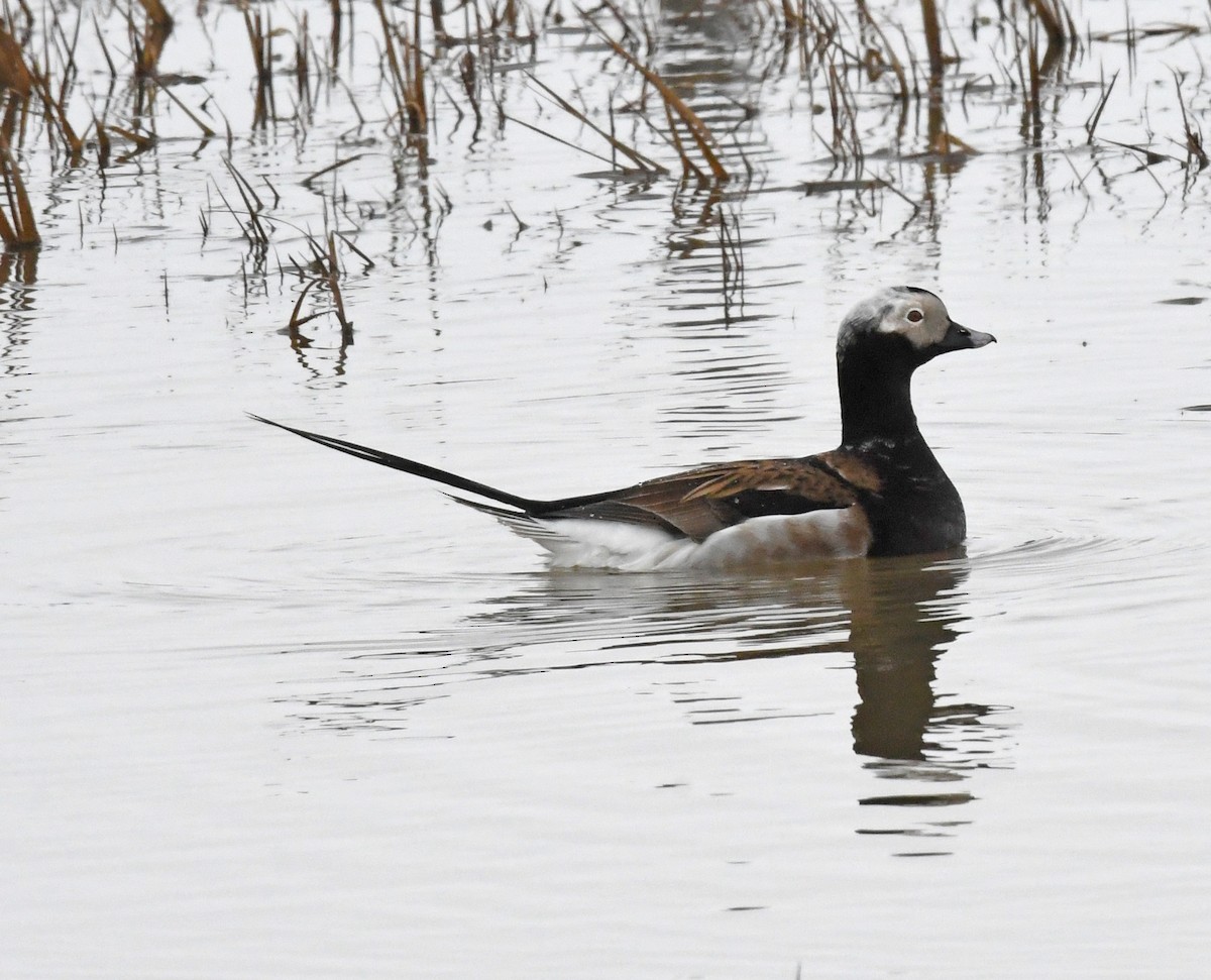 Long-tailed Duck - ML580947681