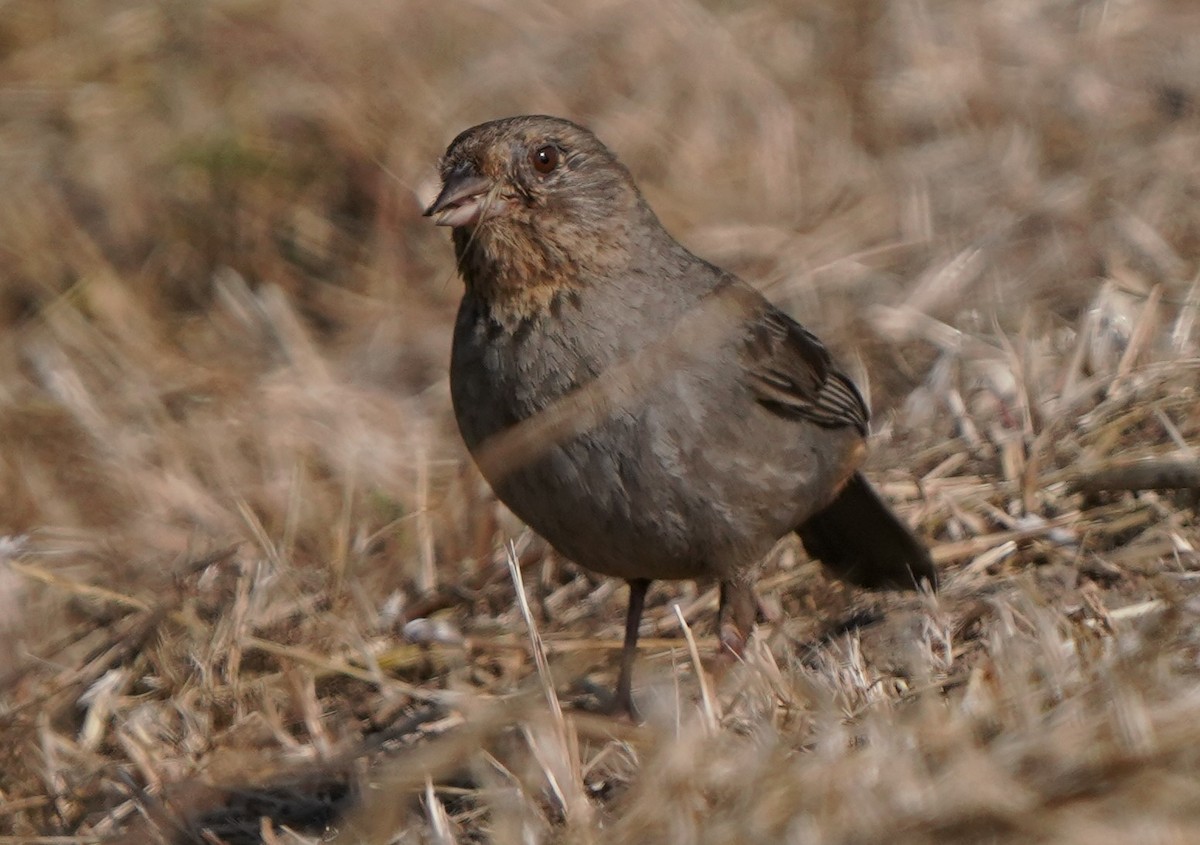 California Towhee - ML580948371