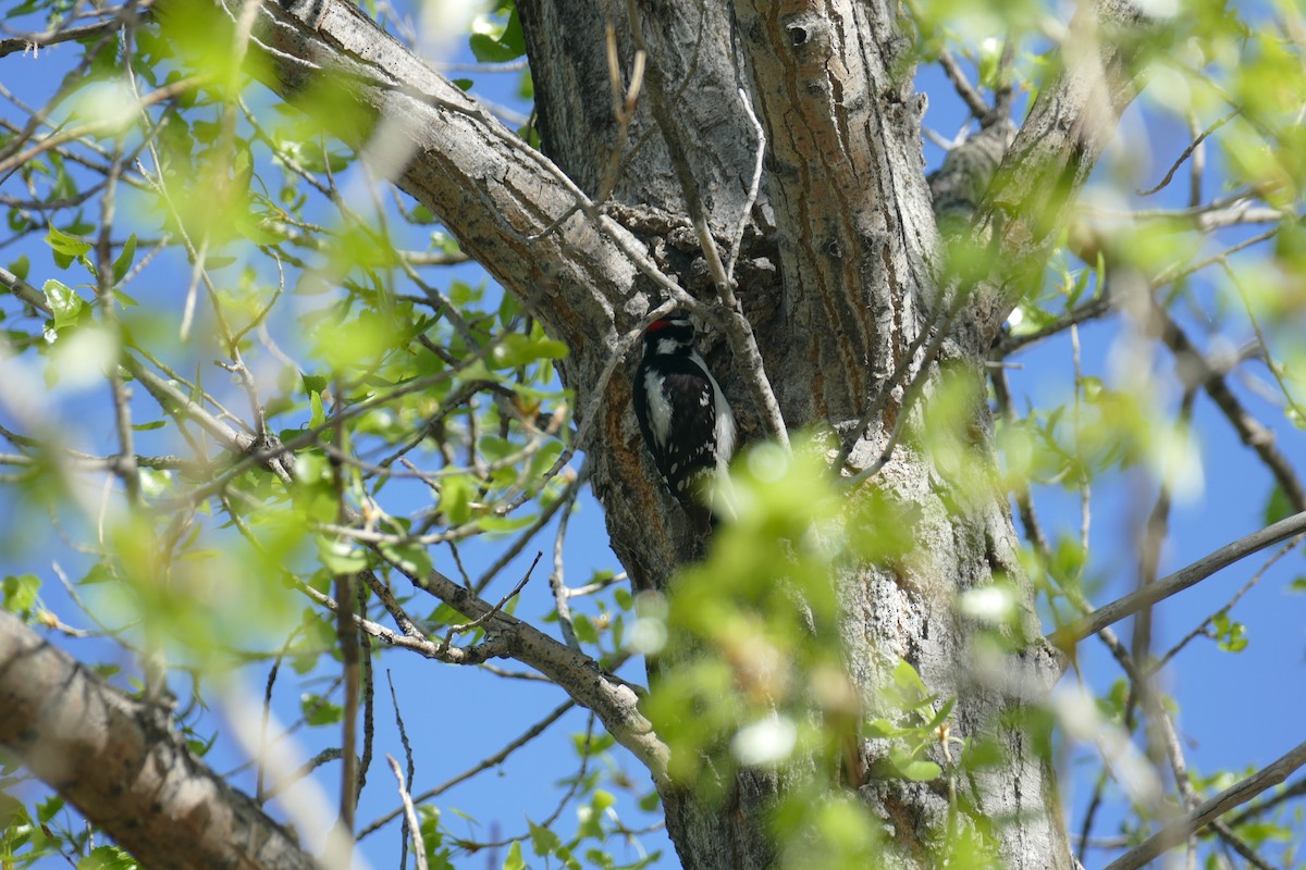 Downy Woodpecker - ML58094901