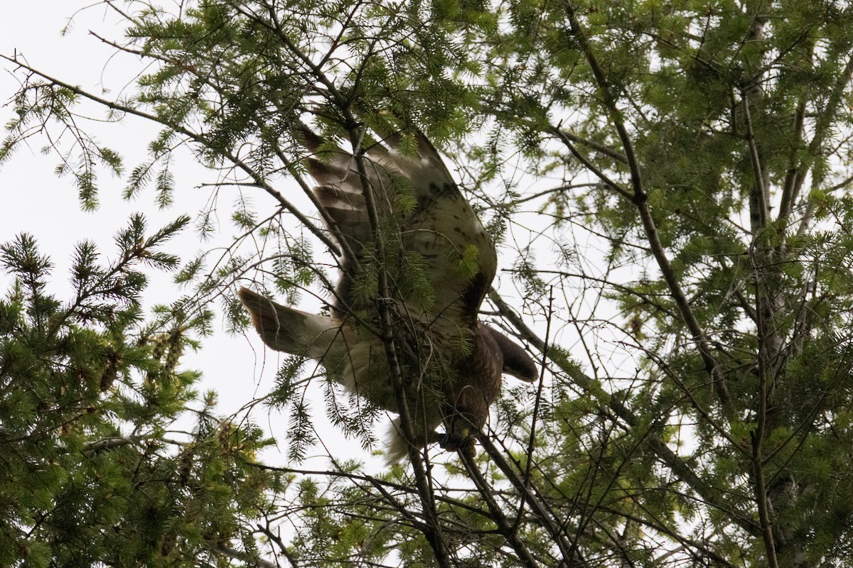 Red-tailed Hawk - ML580950961