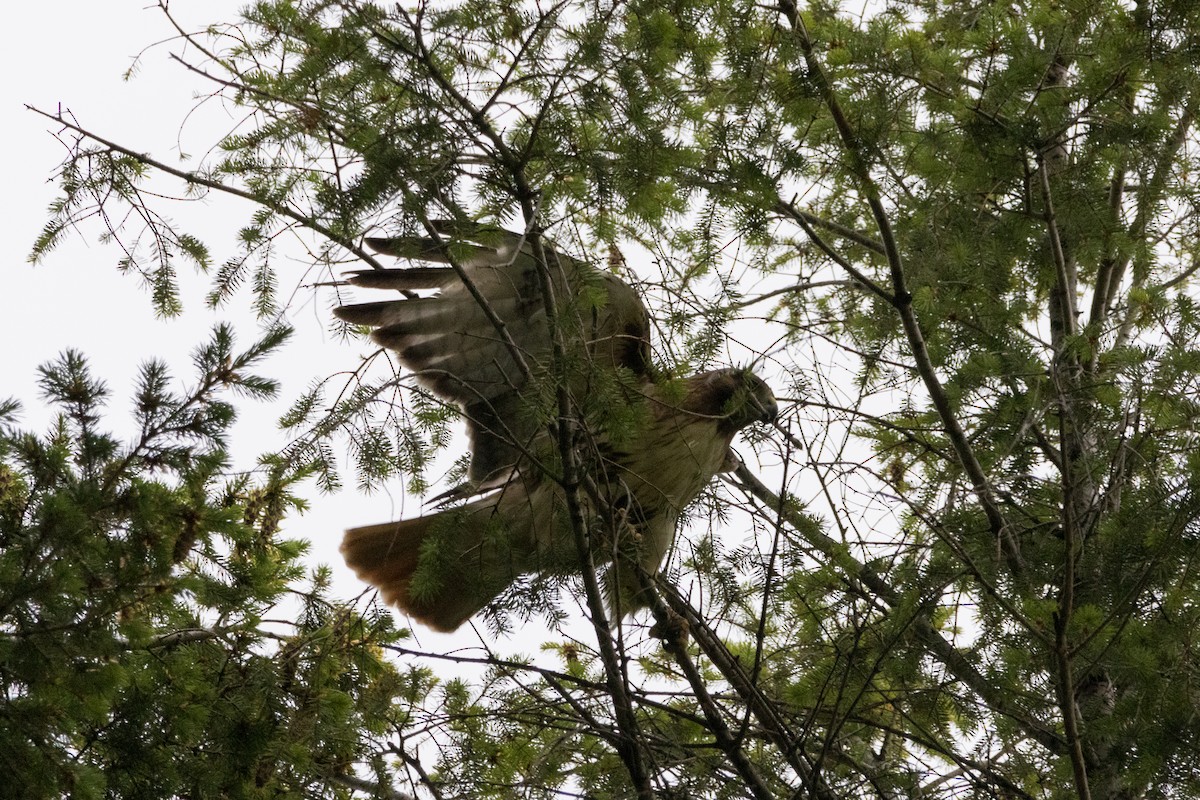 Red-tailed Hawk - ML580950971