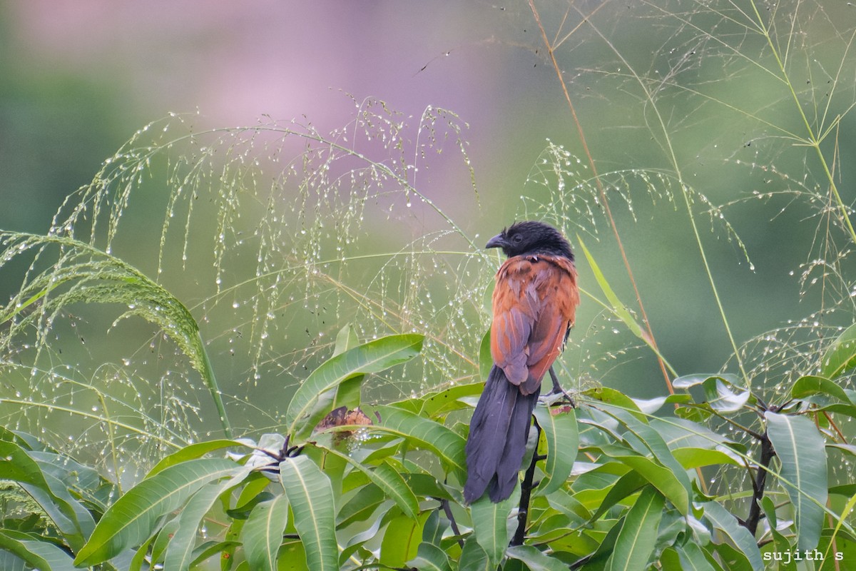 Lesser Coucal - Sujith S