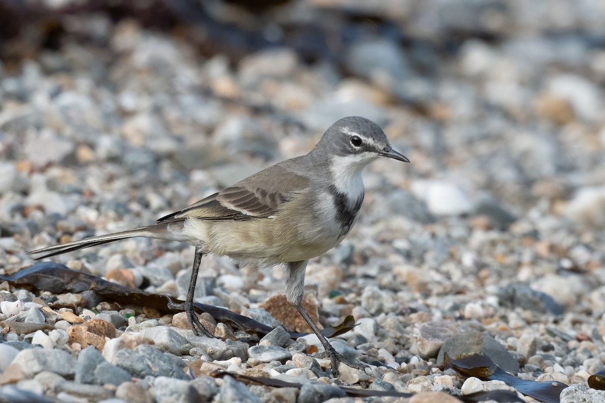 Cape Wagtail - ML580956801
