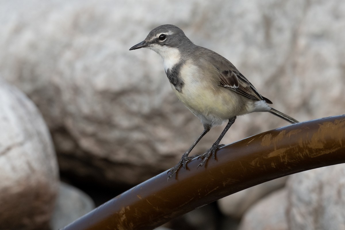 Cape Wagtail - ML580956951