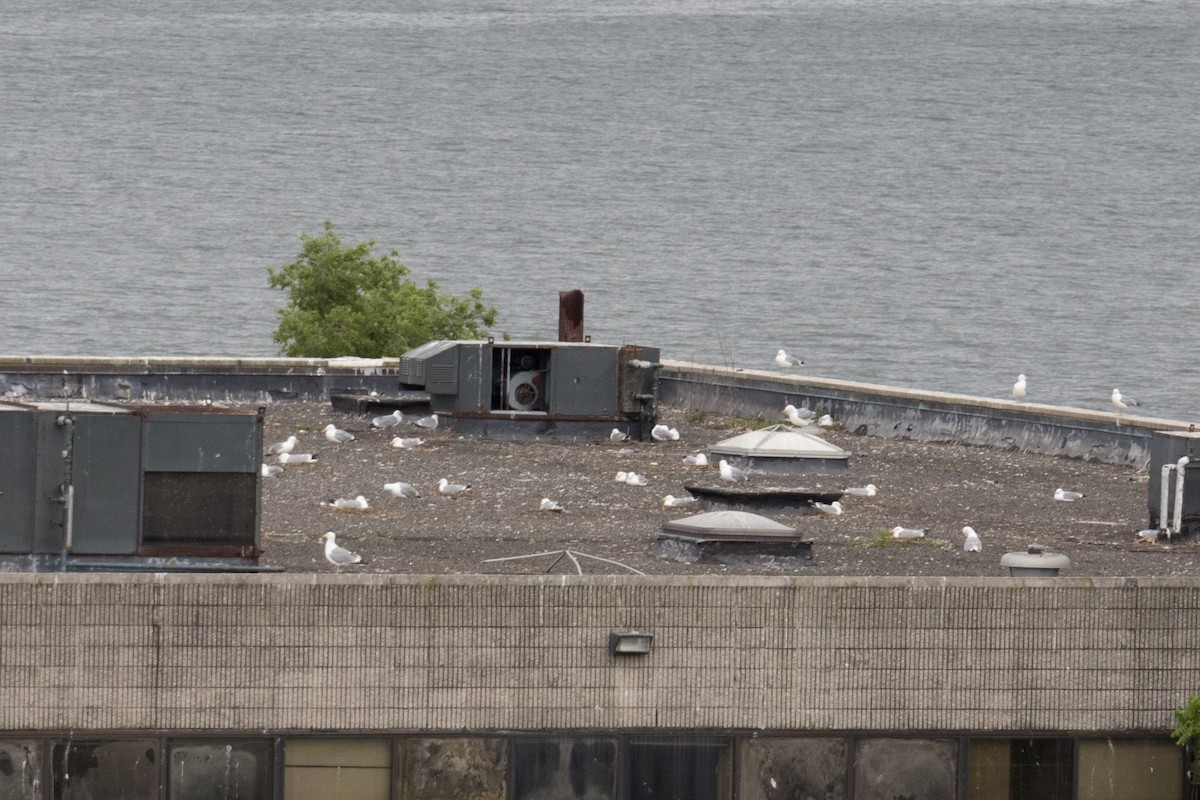 Herring Gull - ML580958261