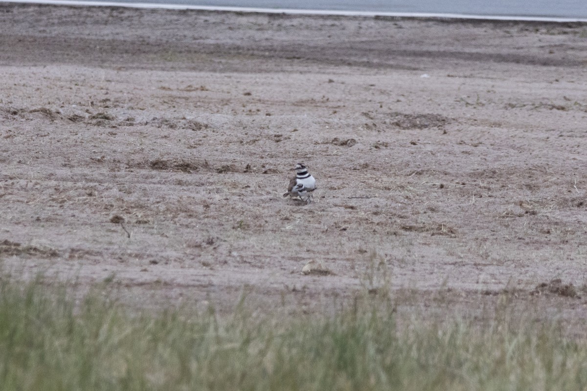 Killdeer - ML580958281