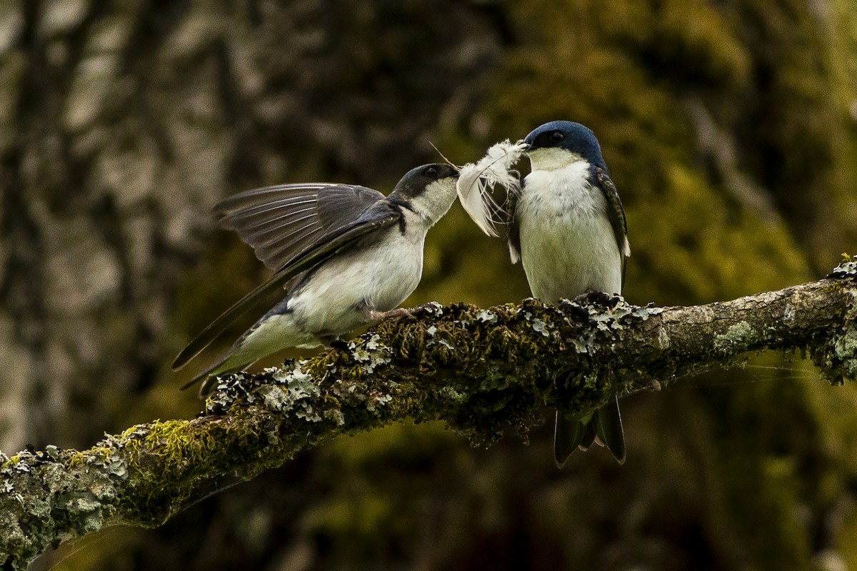 Tree Swallow - Janine Schutt