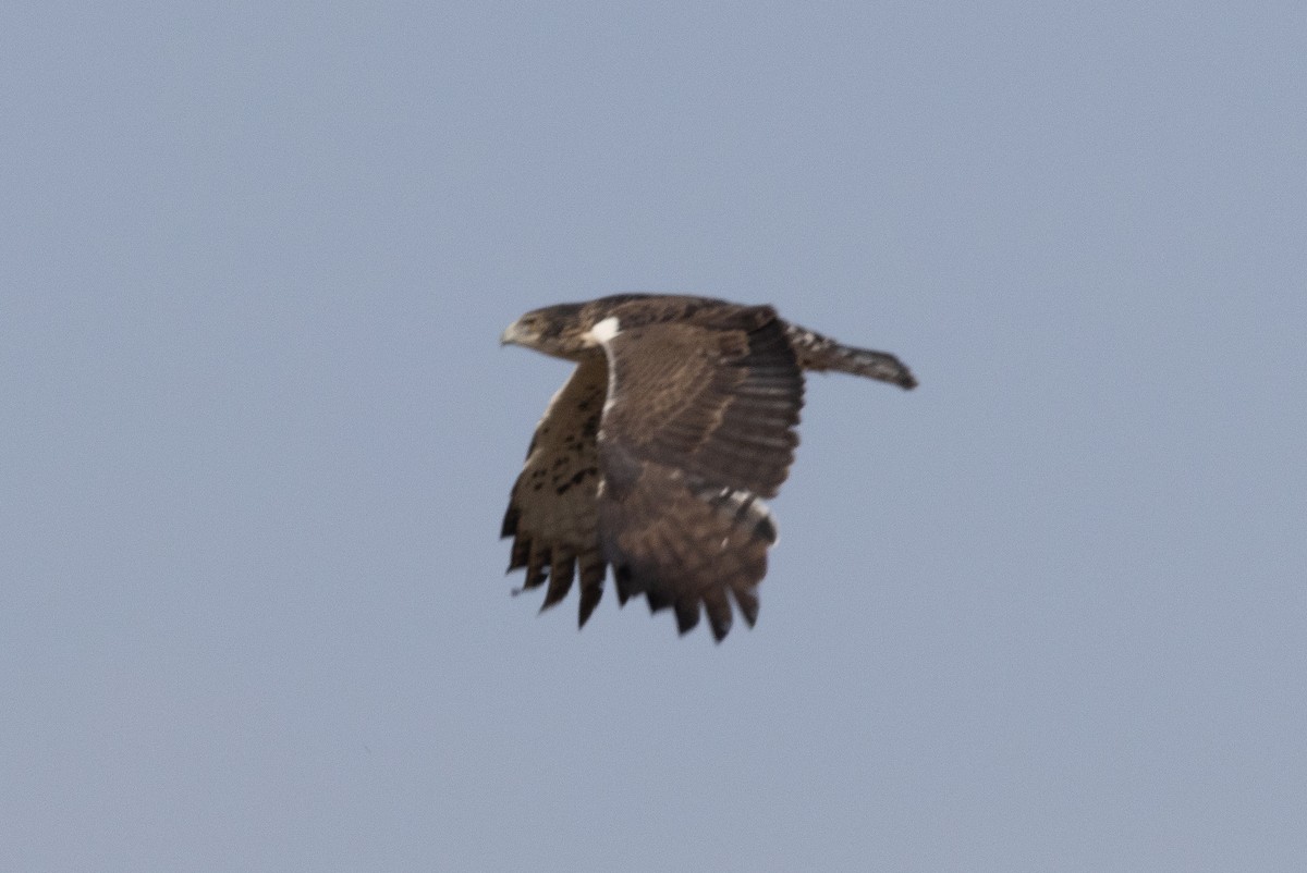 Ayres's Hawk-Eagle - ML580959331