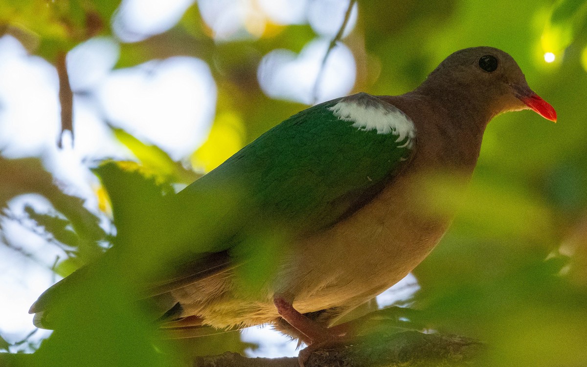 Pacific Emerald Dove - Rob Clay