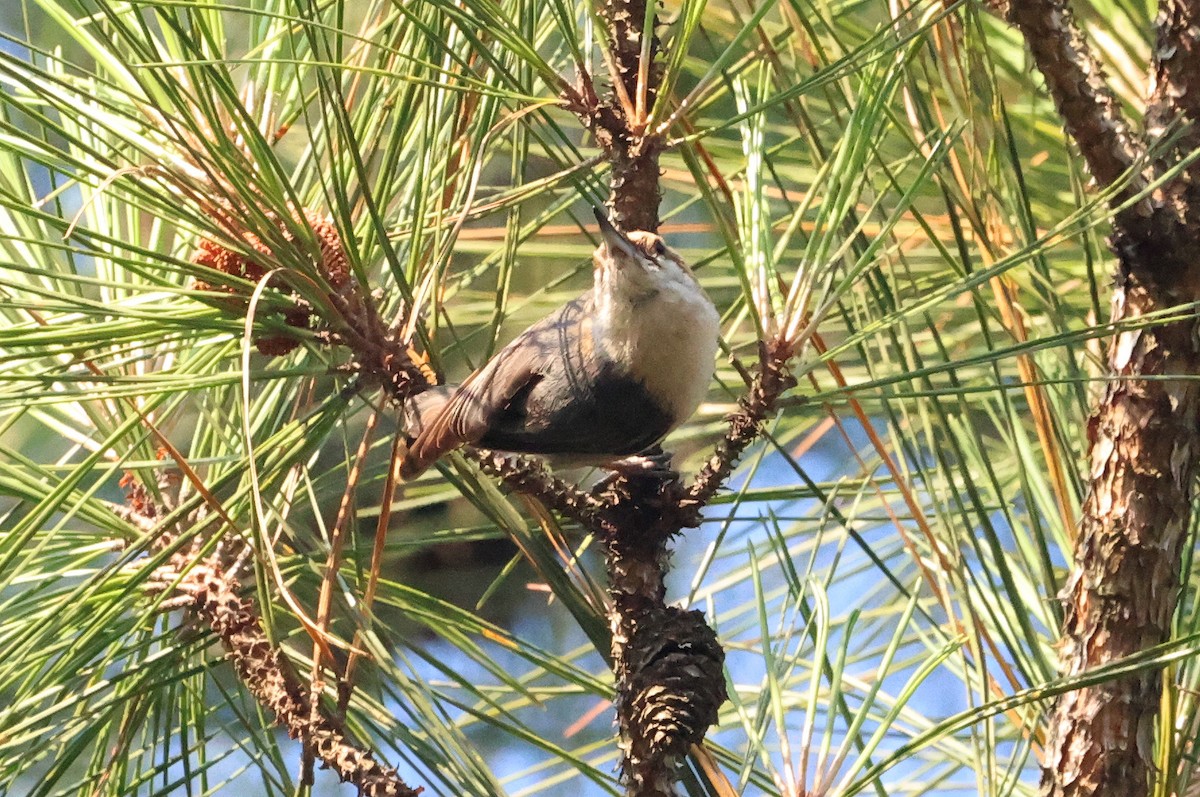 Brown-headed Nuthatch - ML580961271