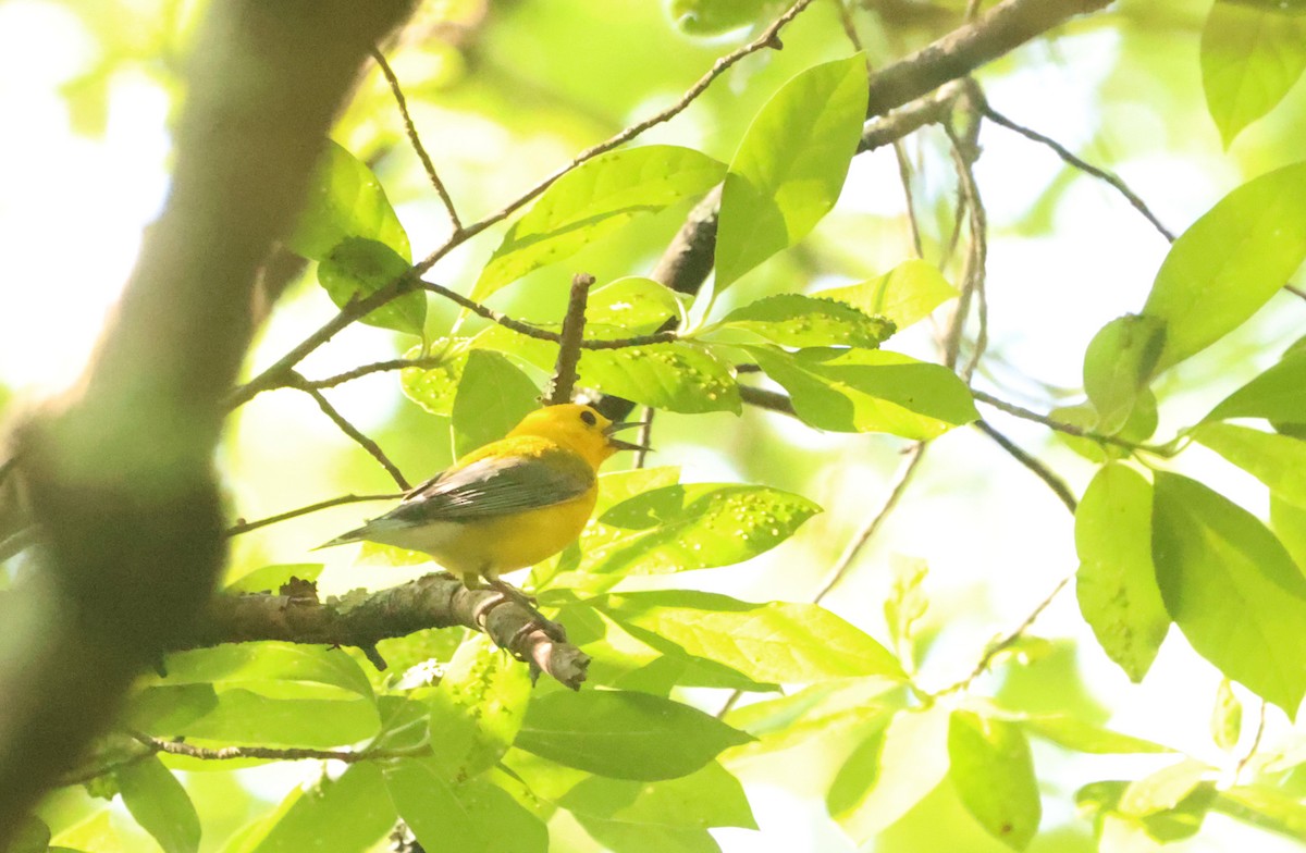 Prothonotary Warbler - ML580962061
