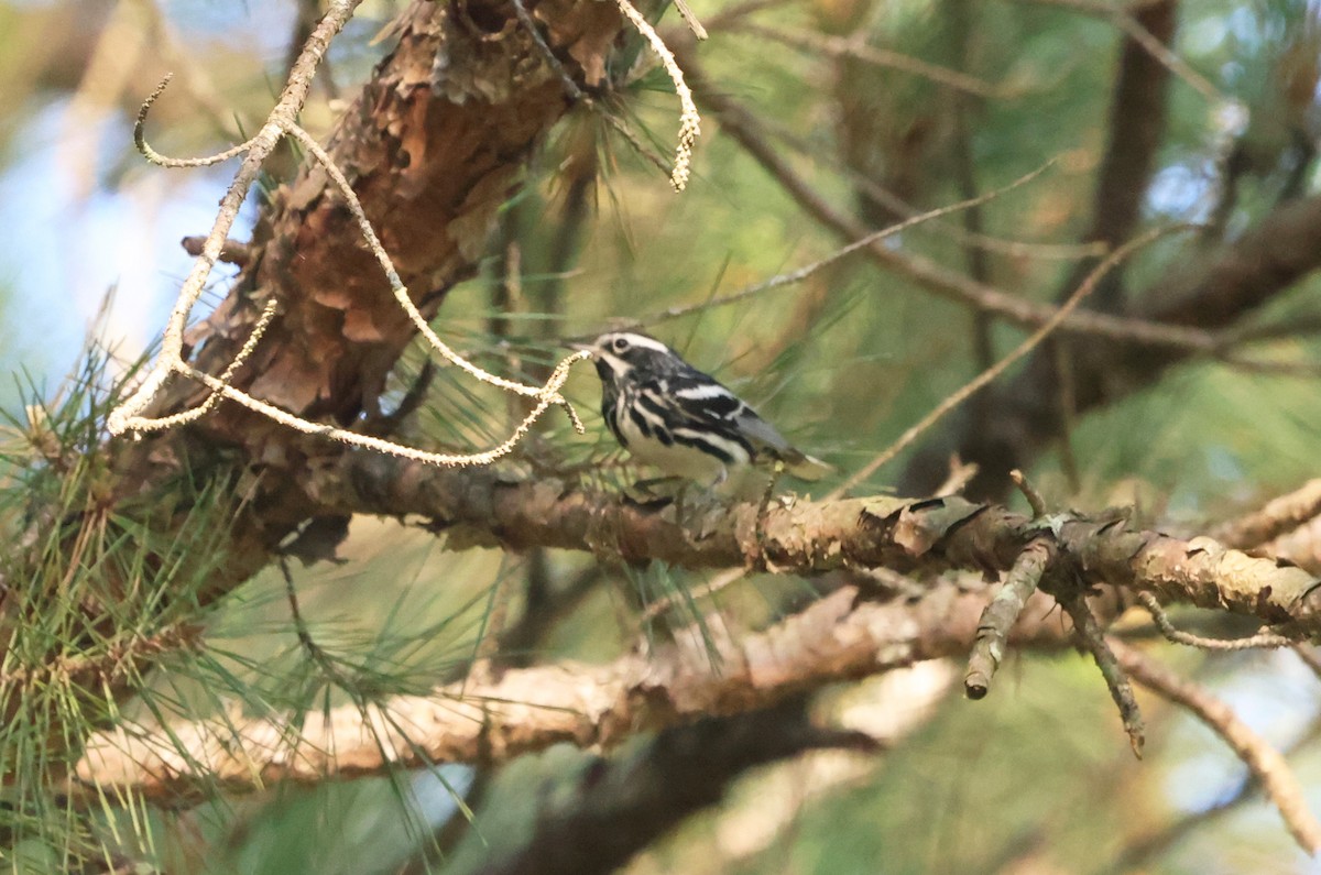 Black-and-white Warbler - ML580962071