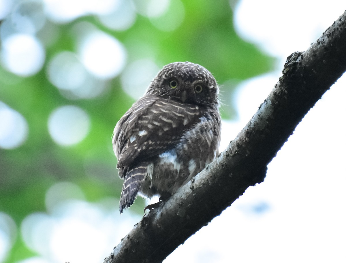 Collared Owlet - ML580965021