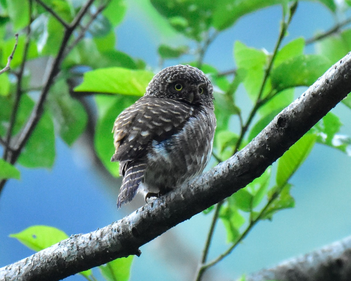 Collared Owlet - ML580965051