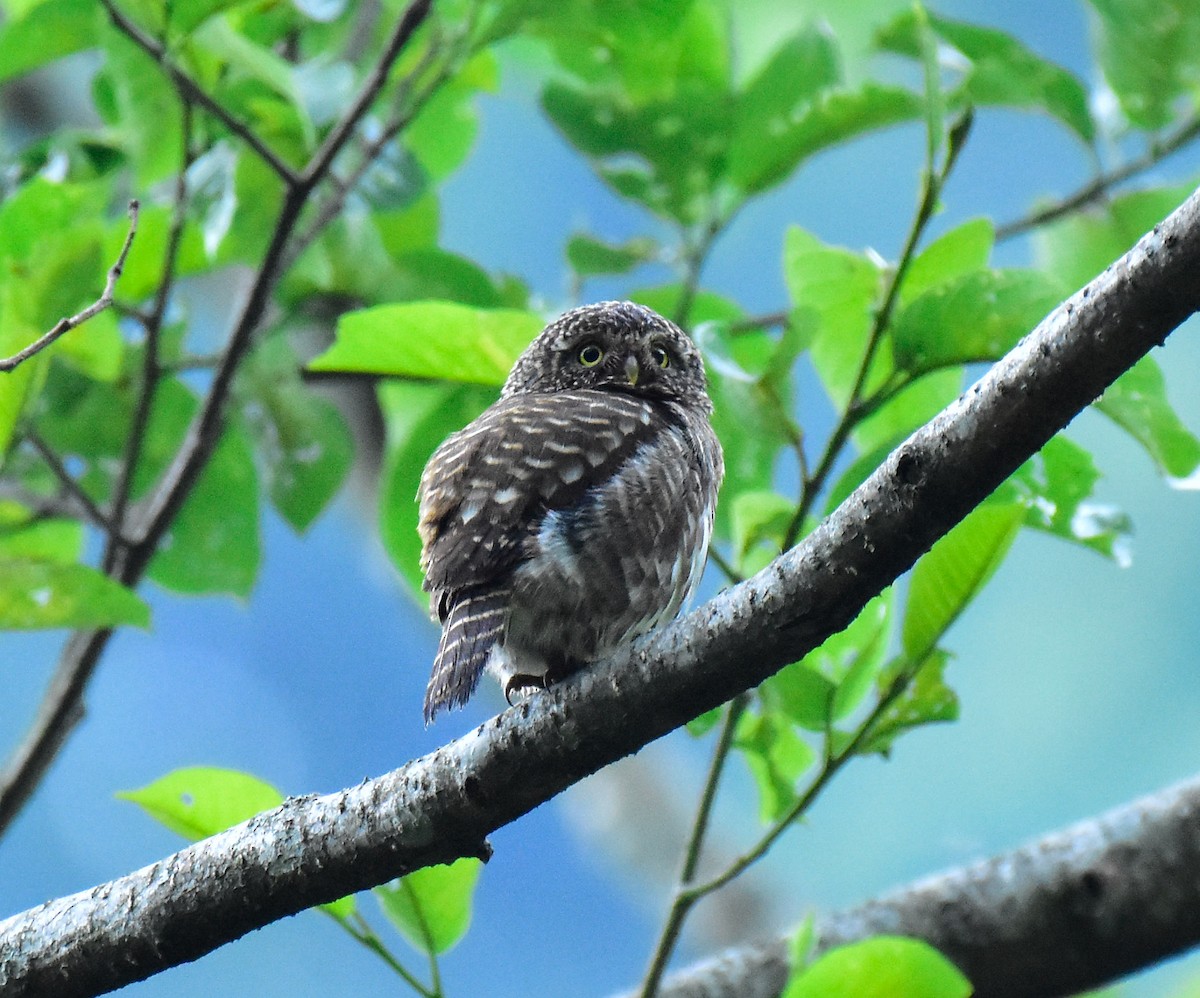 Collared Owlet - ML580965071