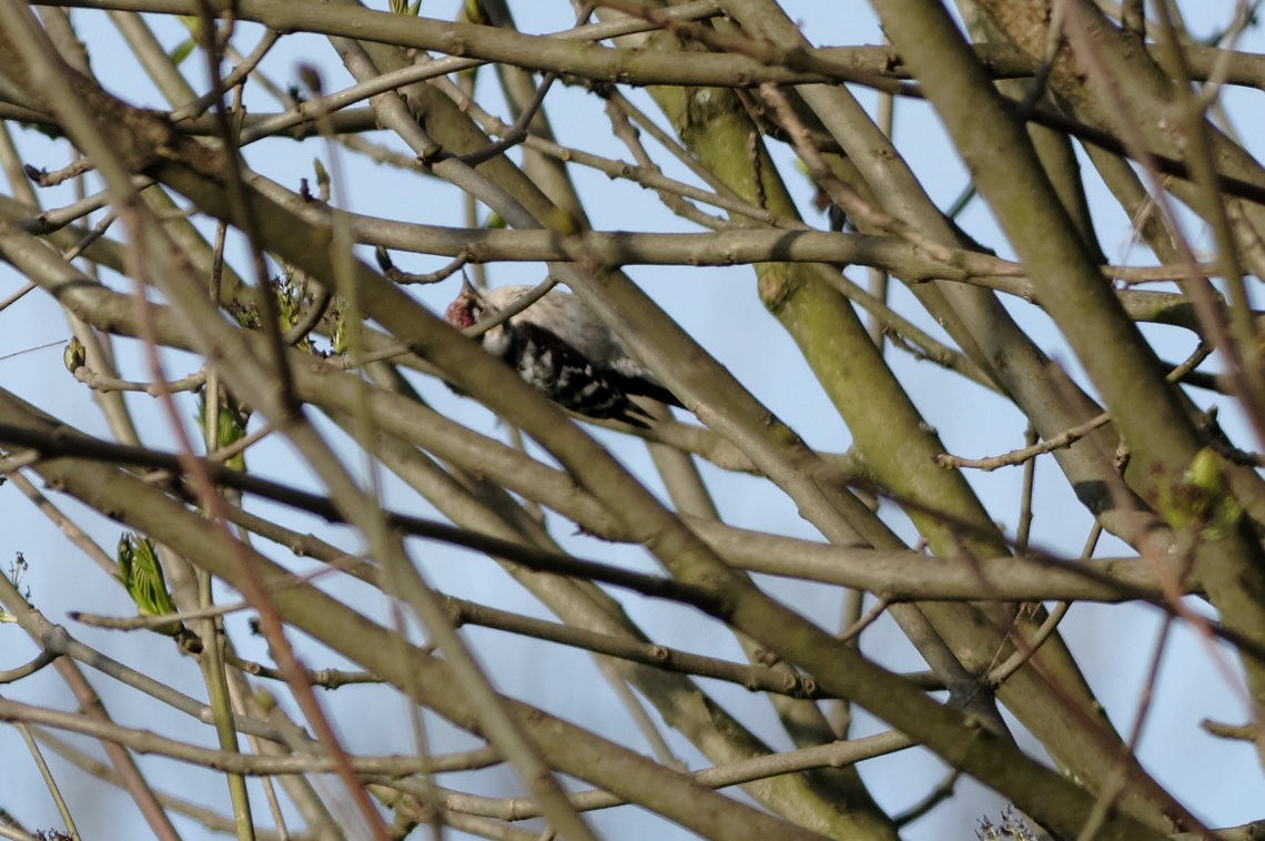 Lesser Spotted Woodpecker - ML580966171