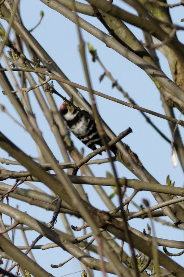 Lesser Spotted Woodpecker - ML580966181