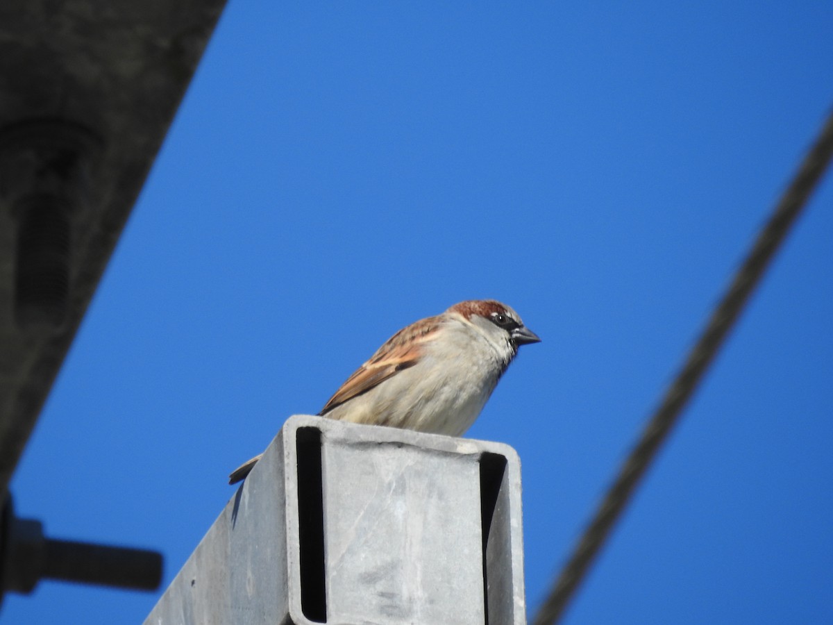 House Sparrow - ML580967101