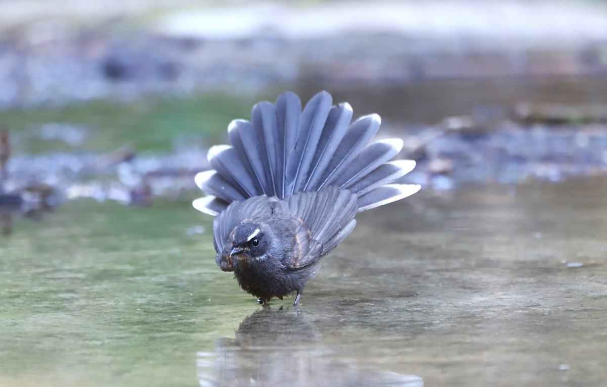 White-throated Fantail - ML580967621