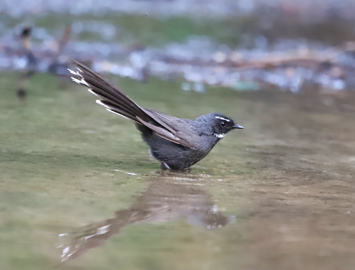 White-throated Fantail - ML580968191