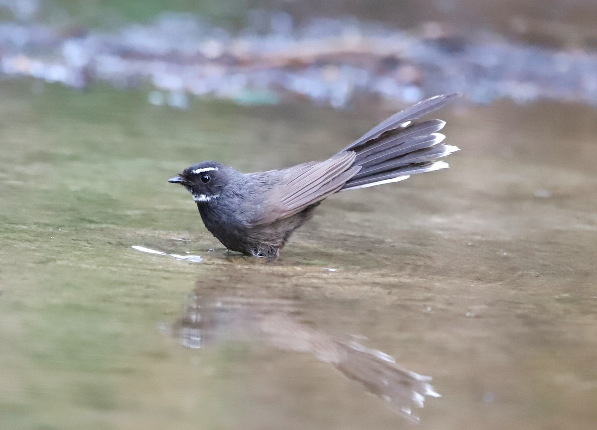 White-throated Fantail - ML580968201