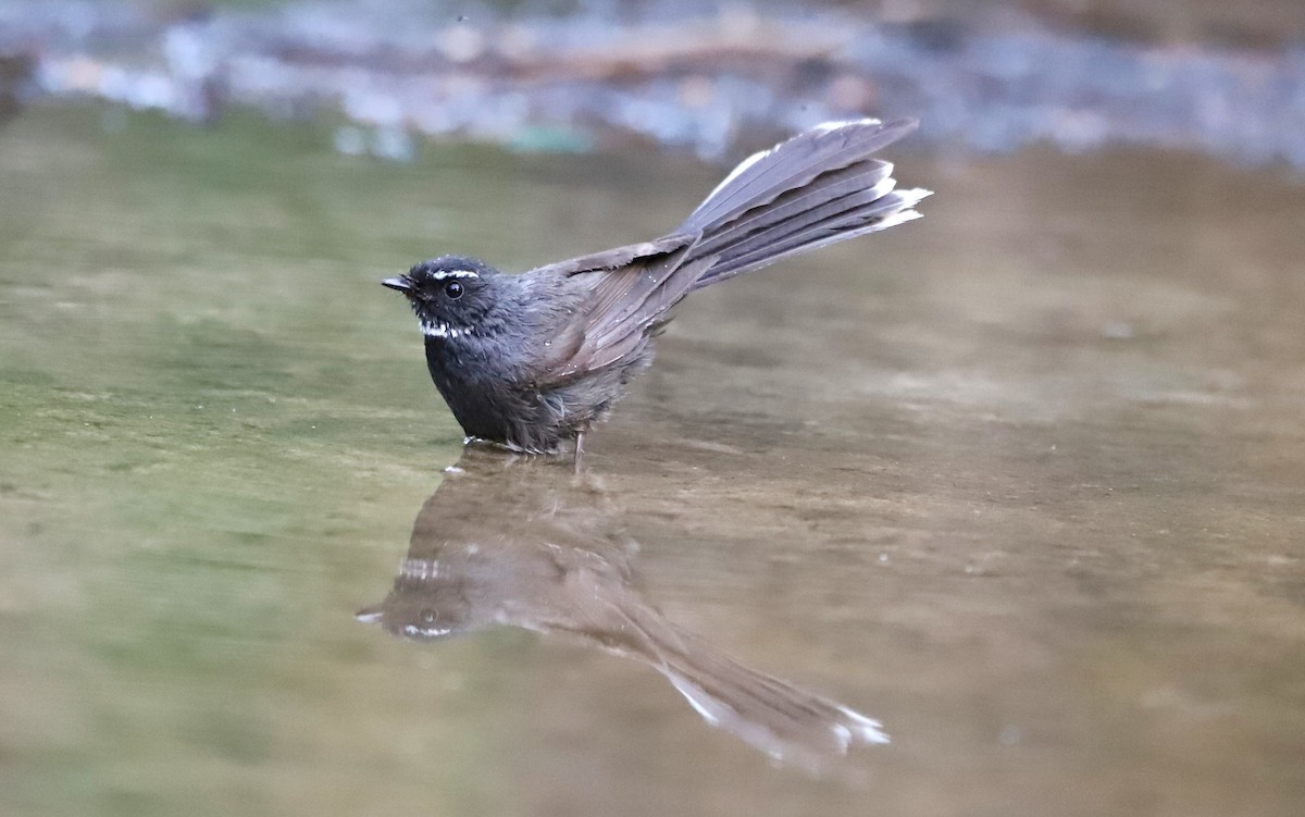White-throated Fantail - ML580968211