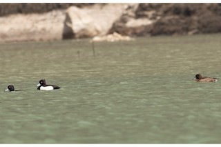 Tufted Duck, ML580972091