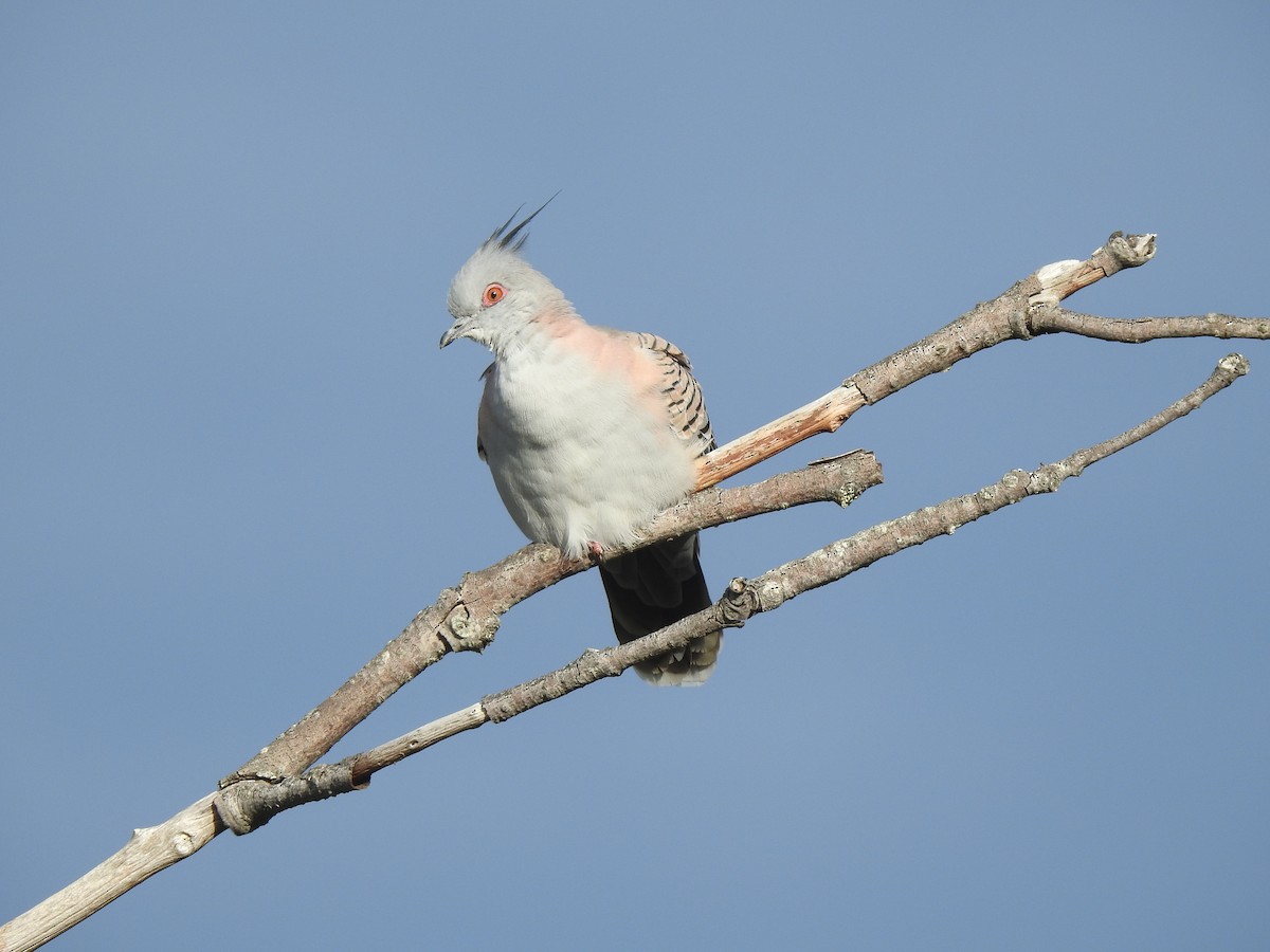 Crested Pigeon - ML580974771