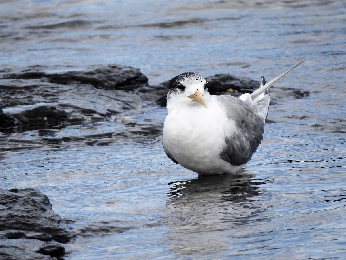 Great Crested Tern - Gary Crouch