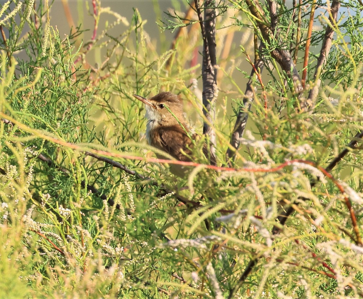Common Reed Warbler - ML580978141