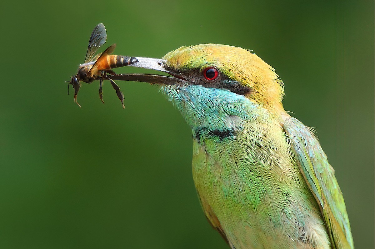 Asian Green Bee-eater - ML580978361