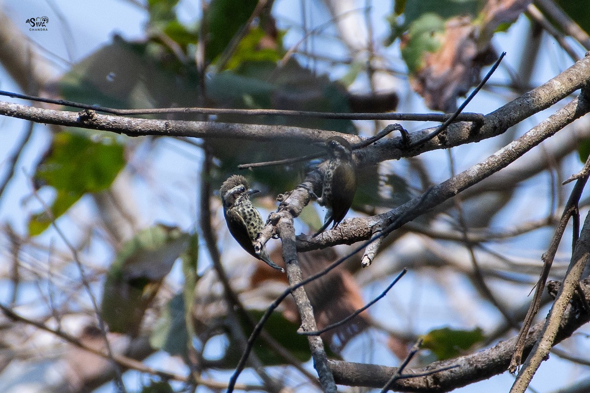 Speckled Piculet - ML580980811