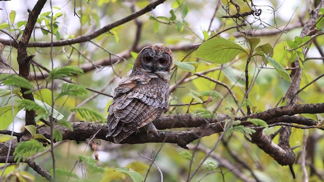 Mottled Wood-Owl - ML580987831