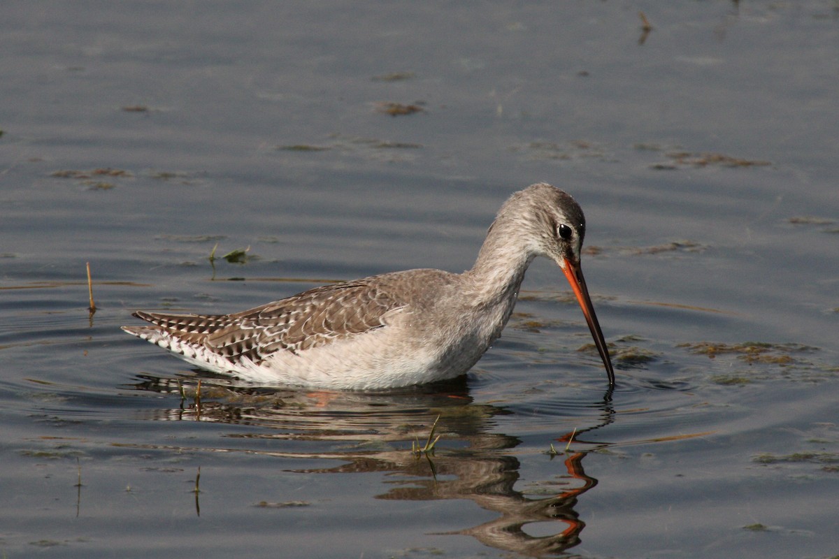Spotted Redshank - ML580991131