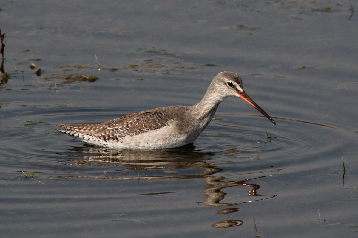 Spotted Redshank - ML580991141