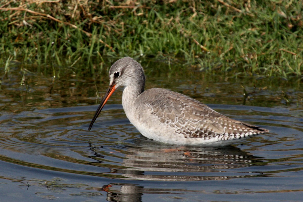 Spotted Redshank - ML580991151