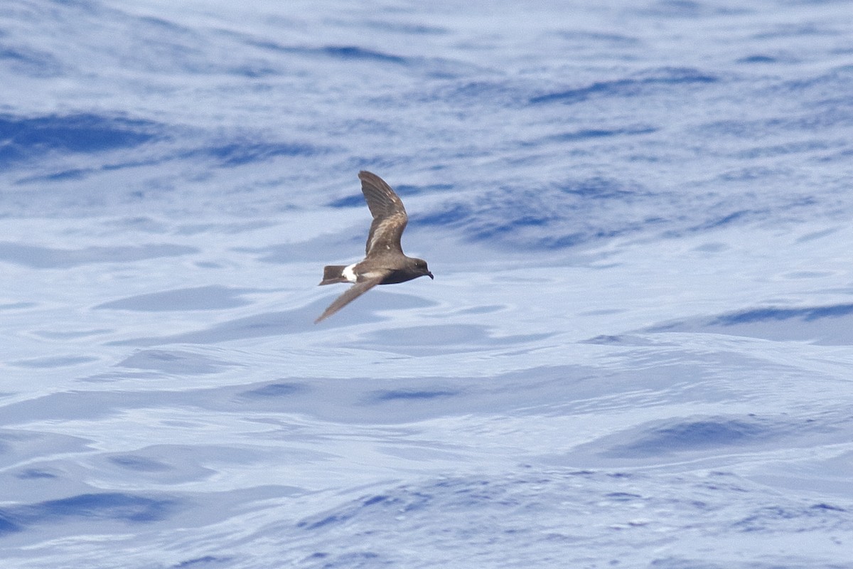 Band-rumped Storm-Petrel (Grant's) - Liam Waters