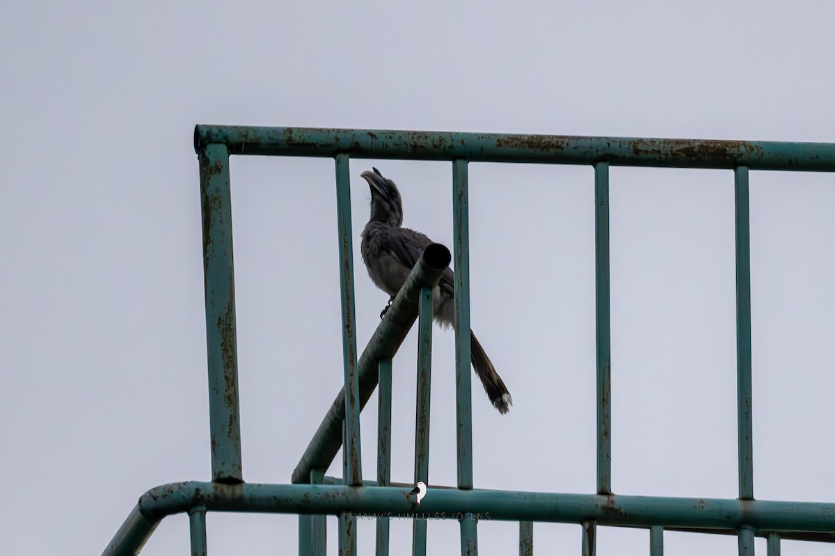 Indian Gray Hornbill - Pranav Pula
